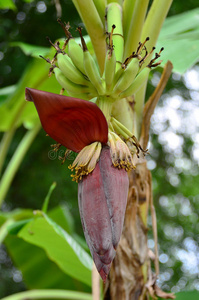 香蕉花和香蕉串在树上