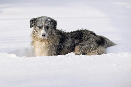 边境牧羊犬在雪地里玩耍