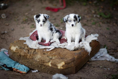 边境牧羊犬学习