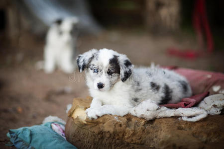 边境牧羊犬学习