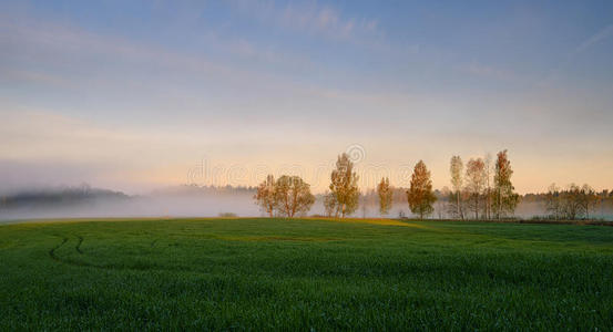 雾蒙蒙的风景。清晨的薄雾。