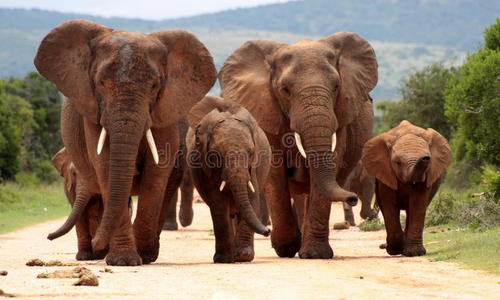 南非的大象群