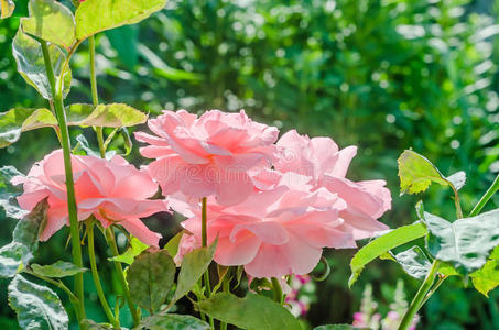 春天 浪漫 粉红色 开花 夏天 植物区系 花瓣 玫瑰 植物