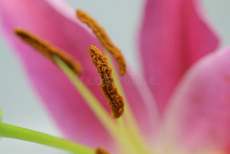 花药和花粉粒照片 正版商用图片0mutf7 摄图新视界
