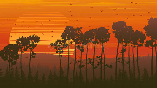 日落时的野生针叶林。