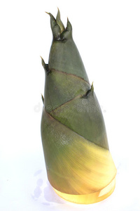 竹林地上竹笋白底竹笋竹笋白底竹笋白底竹笋白竹笋竹笋的郁金香竹笋