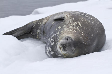 成年威德尔海豹躺在南极雪地里
