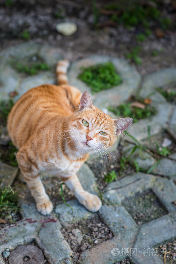 棕色条纹猫在卖他的可爱