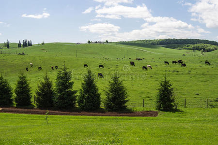 在田野里吃草的一群奶牛