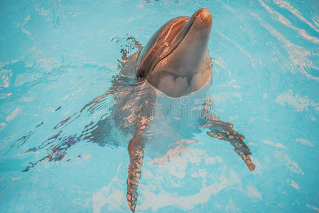 水族馆盆地的海豚