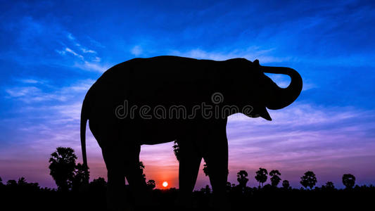黄昏时分的大象
