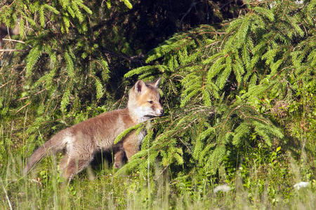 秃鹫，红色小狐狸站在深草地上，孚日，法国
