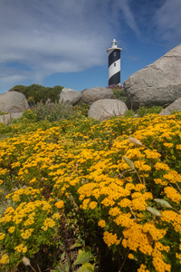 背景为灯塔的黄花照片
