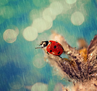 雨中瓢虫