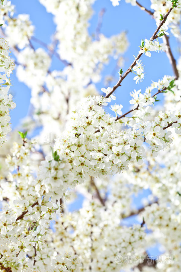 樱花开白花