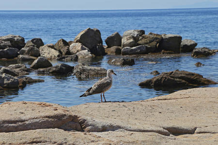 海湾里的海鸥吉利奥岛