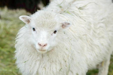 白色家养绵羊
