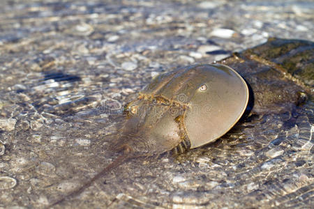 大西洋马蹄蟹鲎波吕斐摩斯漫步在佛罗里达州那不勒斯的蛤通海滩白沙沙