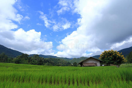 梯田绿地