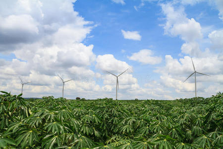 卡萨瓦农场的风力涡轮机