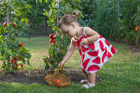 小女孩们摘西红柿