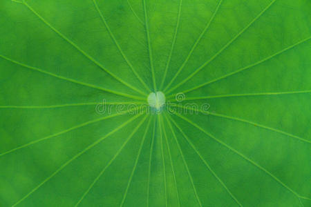 绿线叶图片-绿线叶素材-绿线叶插画-摄图新视界