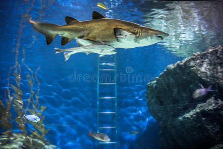 天然水族馆水下养鱼鲨鱼