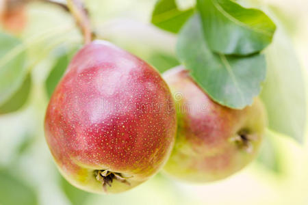 户外树上成熟的梨。
