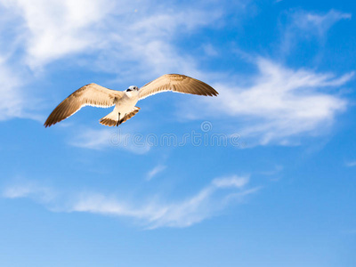 蓝天上的海鸥