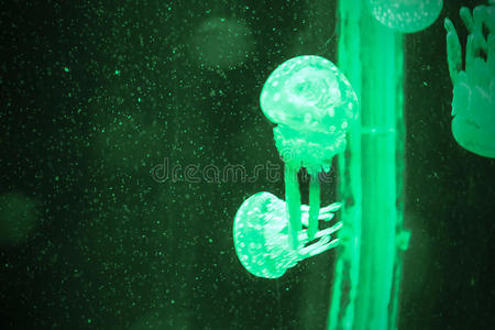 一群浅绿色水母