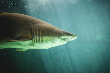 危险的大鲨鱼在海底游动