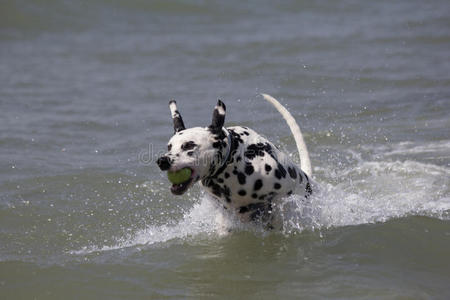 达尔马提亚狗在海里奔跑