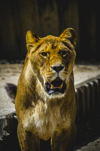 动物园里的母狮