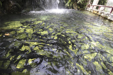 鱼养殖场图片 鱼养殖场图片真实