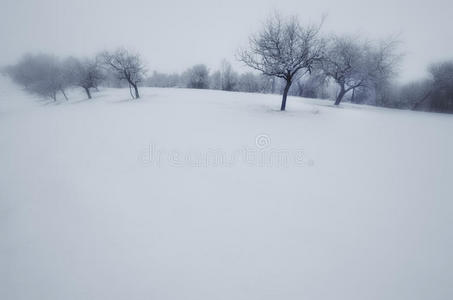 冬季仙境景观，有雪的草地上的树木