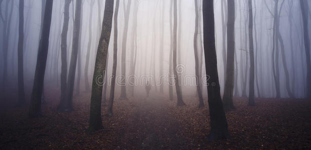 神秘森林迷雾中的人