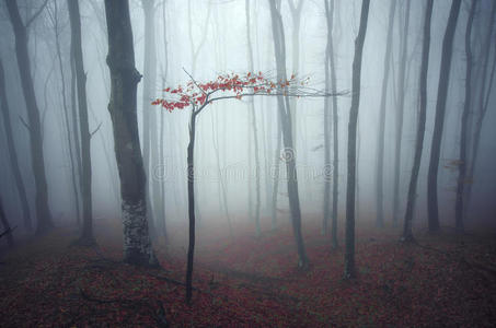 gui 设置项目按钮和图标幽暗恐怖的神秘森林带着蓝色的雾幽暗的森林