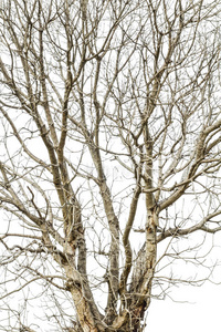 干的树枝图片-干的树枝素材-干的树枝插画-摄图新视界