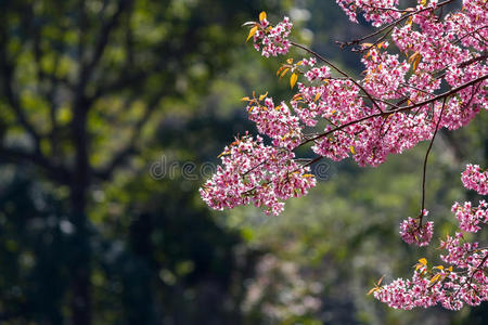 粉红色樱花