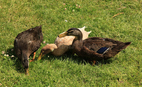 斑驳的鸭子鲁昂鸭和卡其色坎贝尔照片