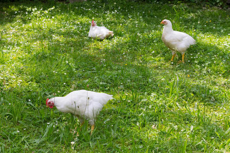 花园里绿草丛中的三只白鸡鸡