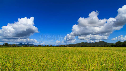 泰国南部的稻田
