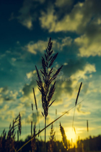 草原风光与天空