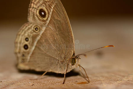 棕色蝴蝶mycalesis perseus站立和