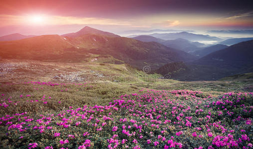 山中神奇的粉红色杜鹃花