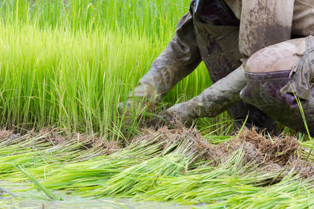农民水稻种植，特写，动态模糊，泰国