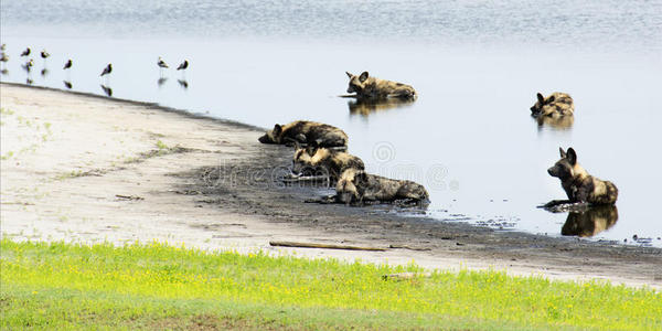 一群野狗在一个浅池塘里
