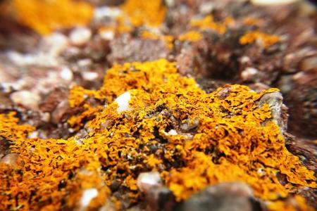 苏格兰阿尔德莫尔角岩石上的苔藓
