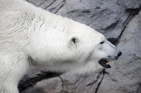 动物园里的白北极熊猎人