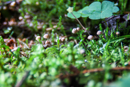 苔藓生长的菌落